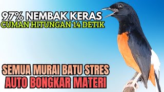 PANCINGAN murai Batu FIGHTER BONGKAR ISIAN MEWAH !! Jadikan semua murai malas bunyi AUTO BUNYI