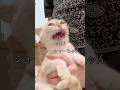保護猫シェルターの午後 #保護猫 #保護猫カフェ
