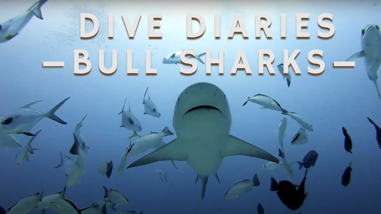 The Ultimate Shark Dive: Scuba Diving with Bull Sharks in Playa del ...