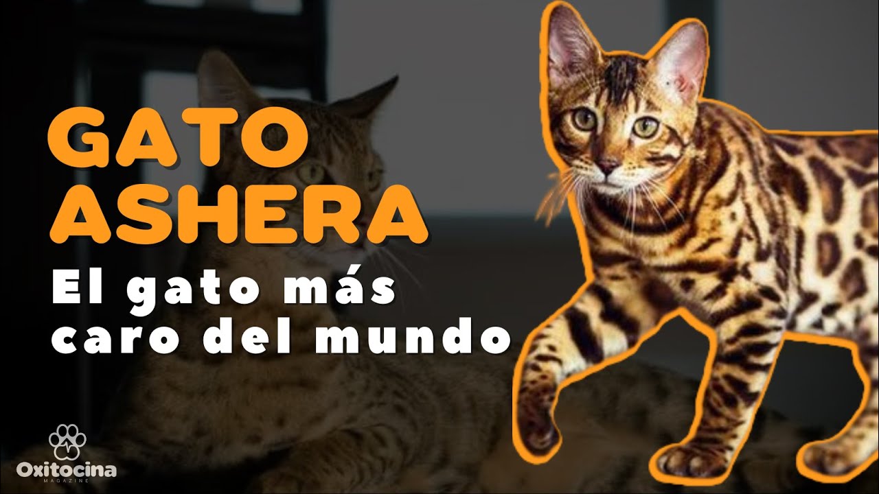 Cual es el gato mas caro del mundo