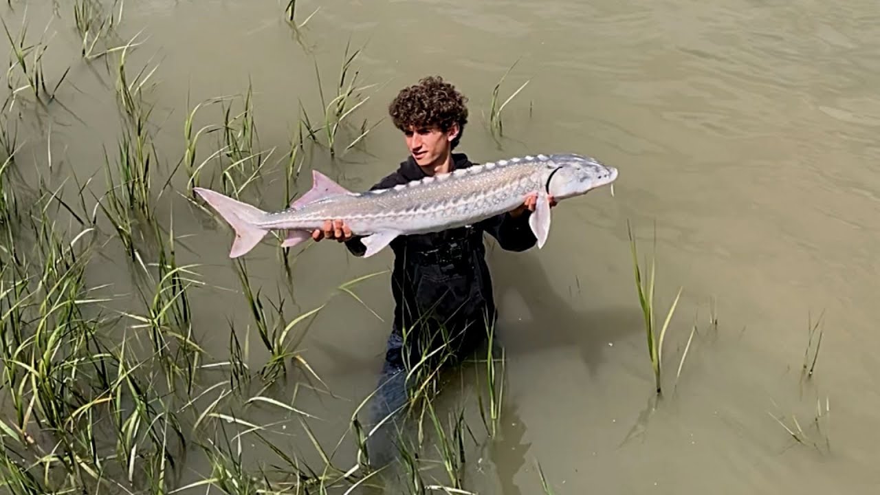 Delta Fishing for GIANTS  WHITE STURGEON 