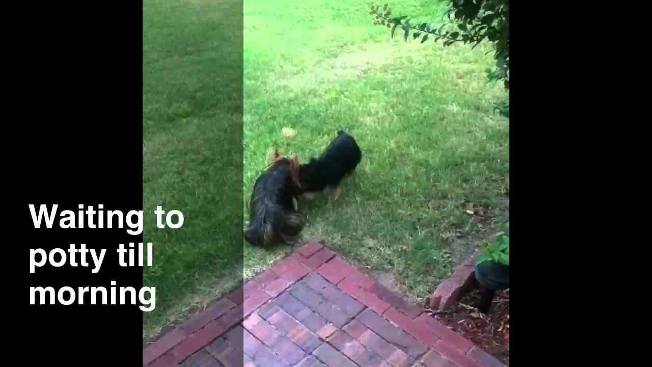 Yorkie Potty Training, Yorkie Housebreaking YouTube