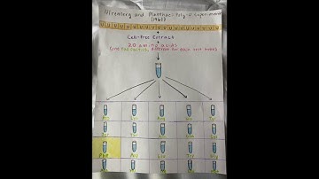 Exam 3-2B - Nirenberg, Matthaei and Leder - David Moretto