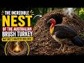 The Incredible Nest of the Australian Brush Turkey | Nature’s Master Builder