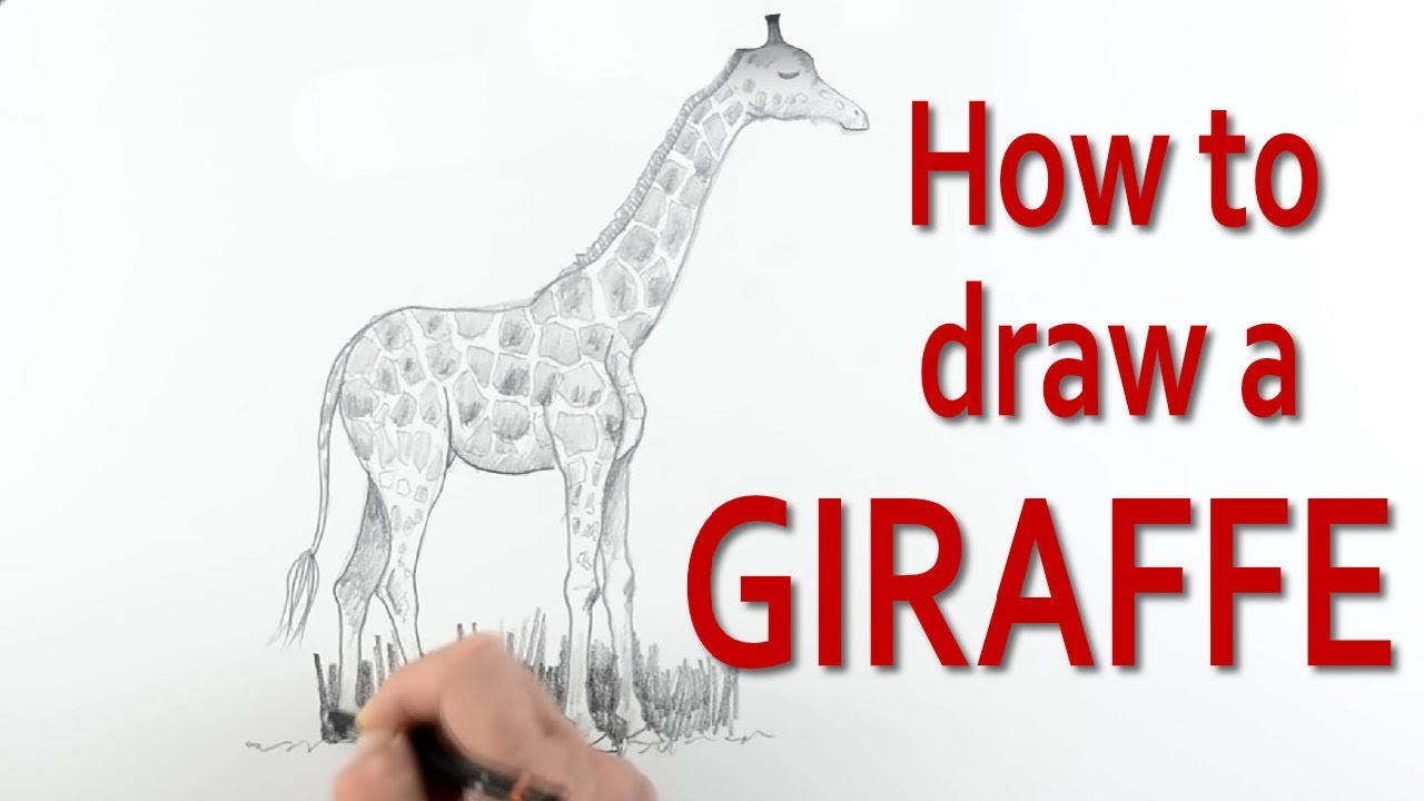 how to draw a real giraffe step by step