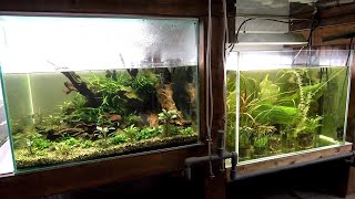 水草ストック水槽に〇〇が大繁殖してしまいました。