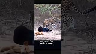 Leopard and Tiger sneaks up on prey