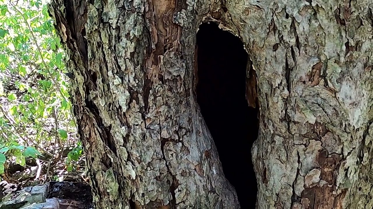 Оси забивають бджолині сімї  Бджільництво для початківців 