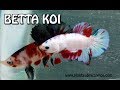 Betta kois  plantiber