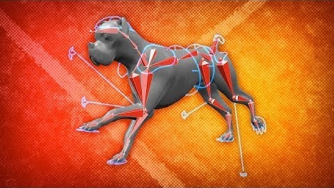 Rigging a Dog in Blender - Exercise Notes