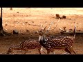 A fierce fight between male deer to mate with female deer