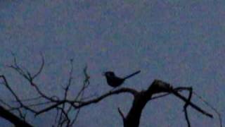 Splendid Fairy Wren singing