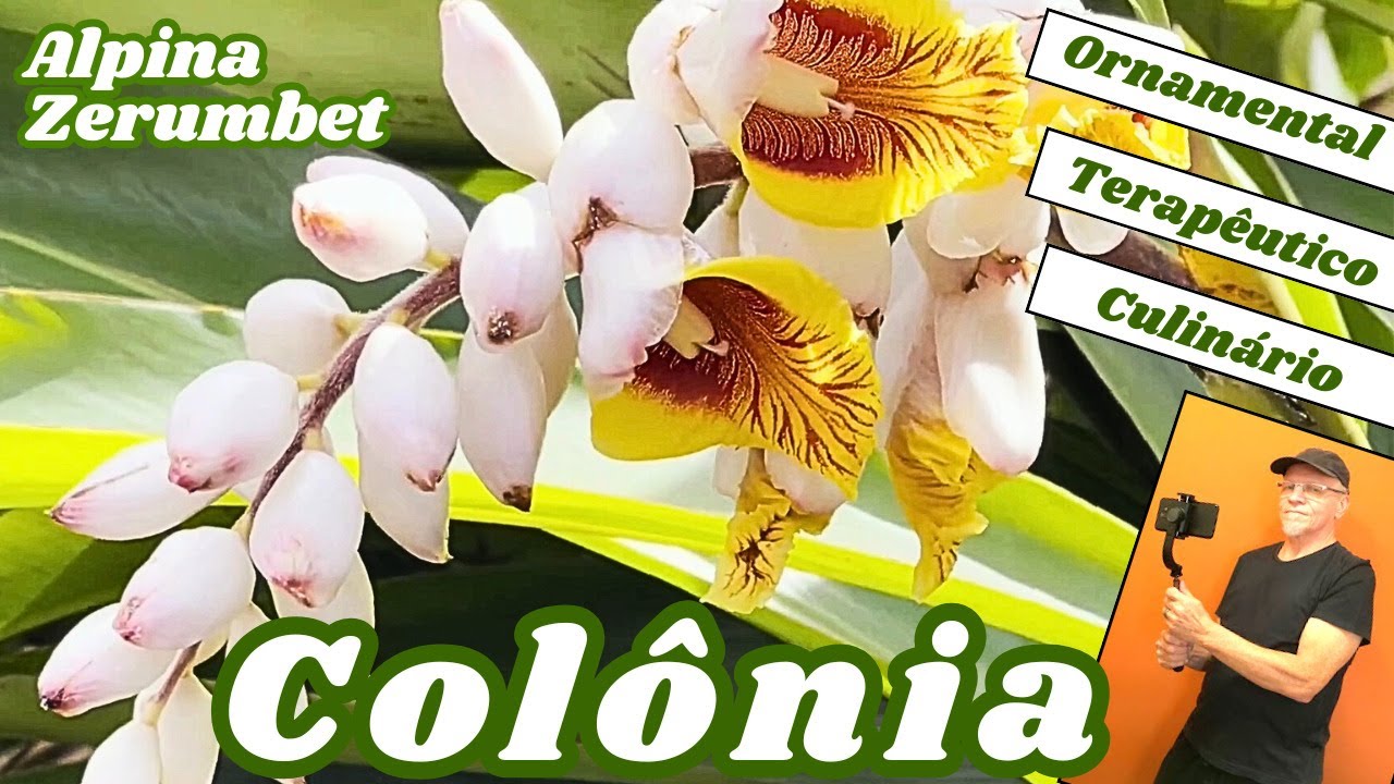 Colônia, ornamental, terapêutico e culinário