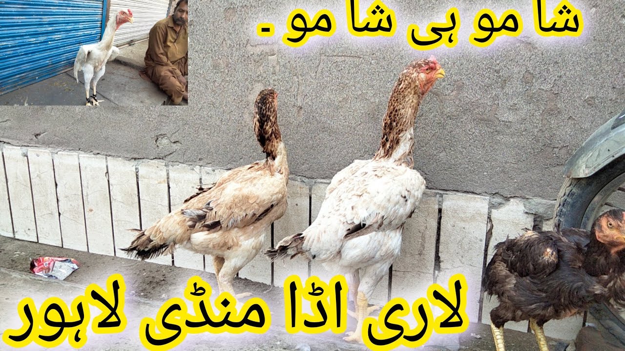 LARRI ADA MANDI LAHORE UPDATES | SHAMO HI SHAMOO| #foryoupage