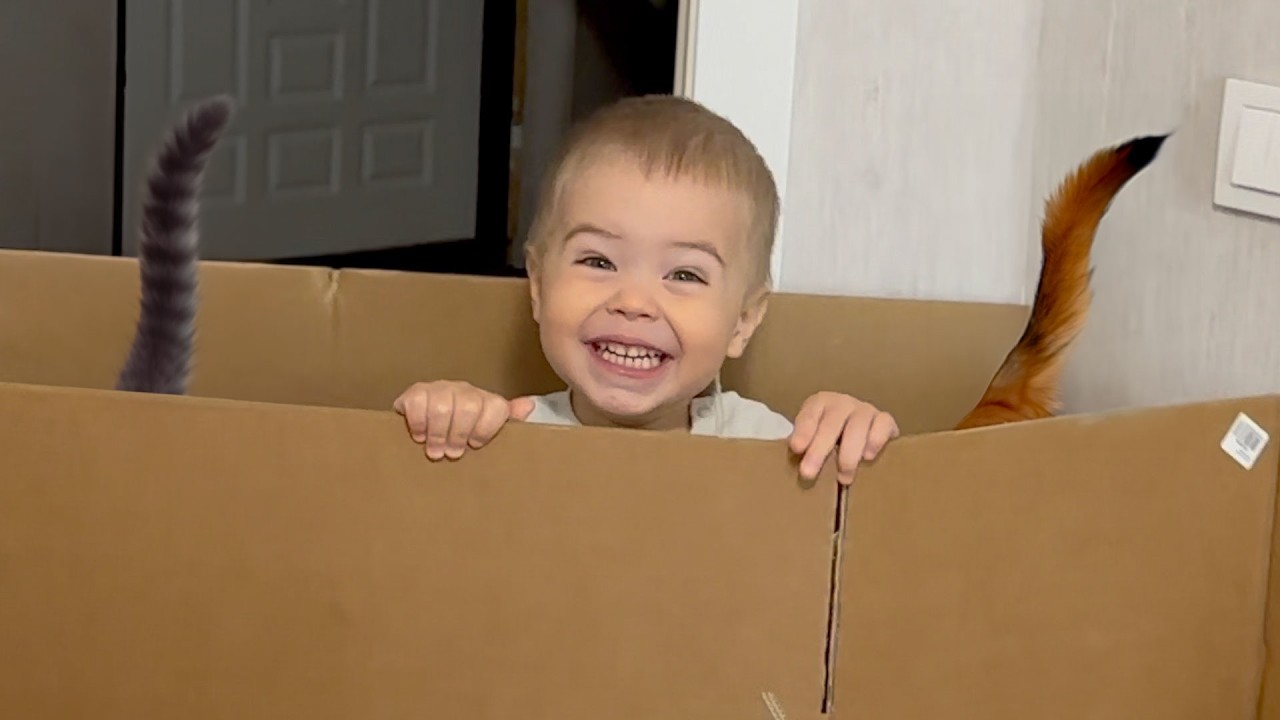 Toddler, Cat, and Dog Trapped in a Cardboard Maze—Will They Escape?
