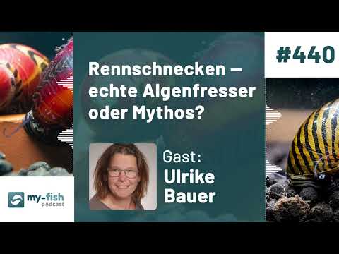 my-fish.org - Racing snails — real algae eaters or myth? (Ulrike Bauer)