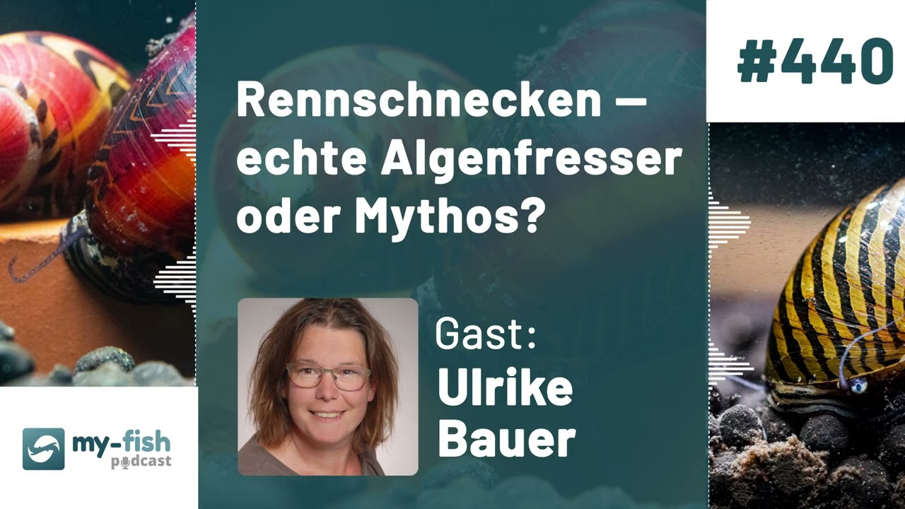 my-fish.org -  Rennschnecken — echte Algenfresser oder Mythos? (Ulrike Bauer)