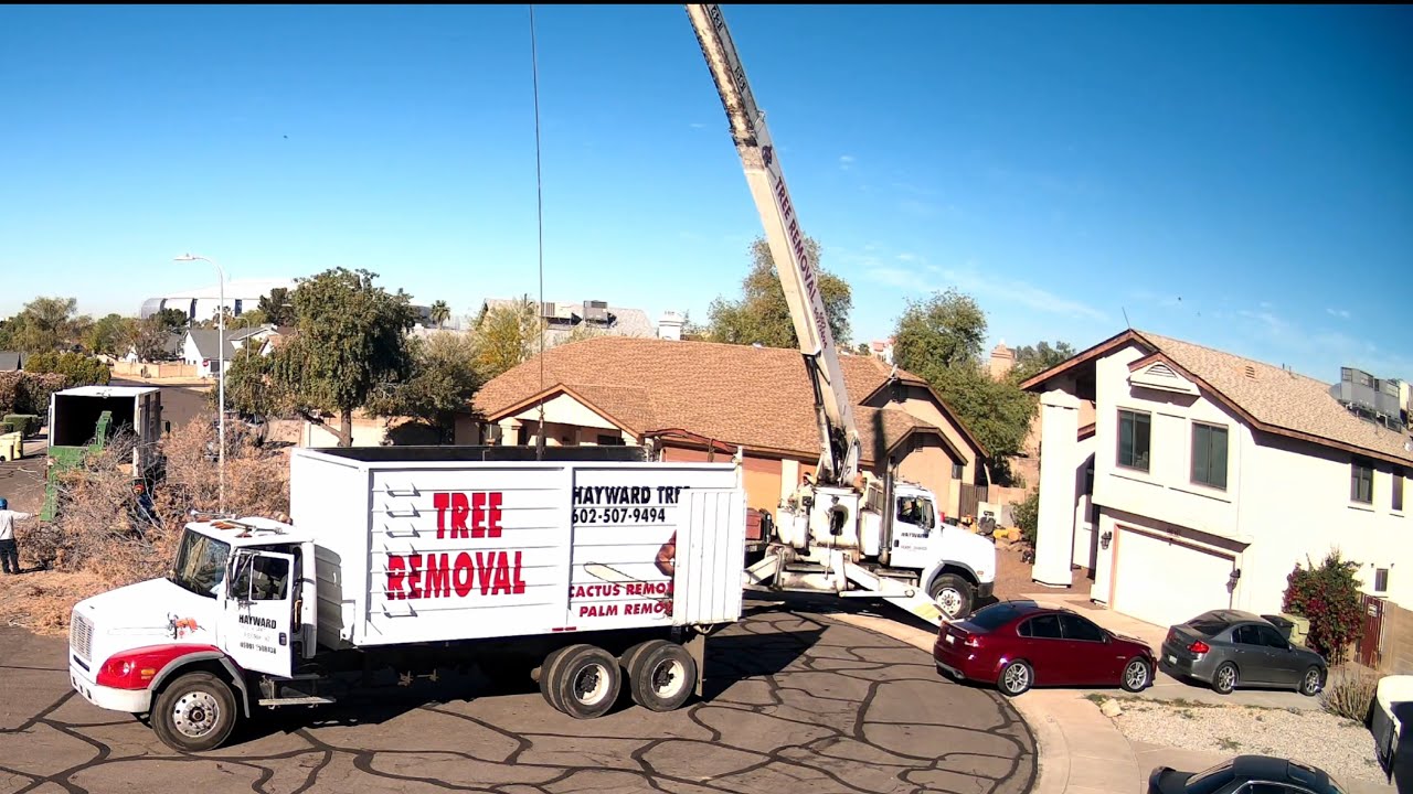 Neighbors dead tree removal - YouTube