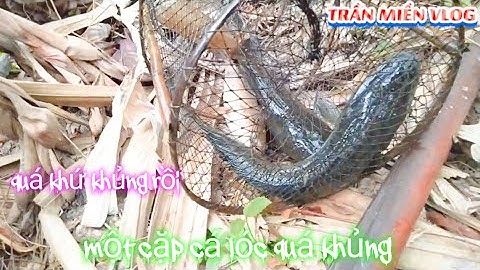 #318 thăm lờ cá lóc ở bạc Liêu bị hư xe săn cá Hugo trại được năm ký quá dữ dội luôn