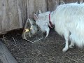 goat vs mirror test 1
