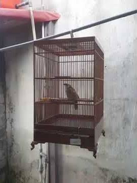 Cucak rawa...