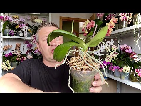 Video: Цейлон корица өстүрүү - Cinnamomum Zeylanicum өсүмдүктөрү жөнүндө маалымат