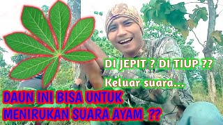 🔥🍀 CARA MEMANGGIL AYAM HUTAN PAKAI DAUN - crib Hunter ( 2022 )