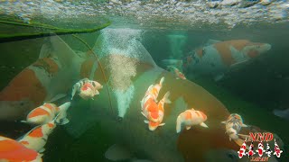 New Challenges, New Dreams - ( Footsteps of Spring )#koi#japanese koi#nishikigoi#niigata