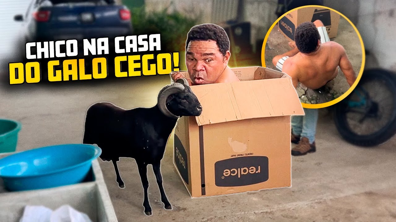 CARNEIRO CHICO PEGOU GALO CEGO NA GARAGEM DE SUA CASA 🤣🤣 | GALO CEGO