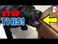 How to stop my dog from chewing things - simple solutions