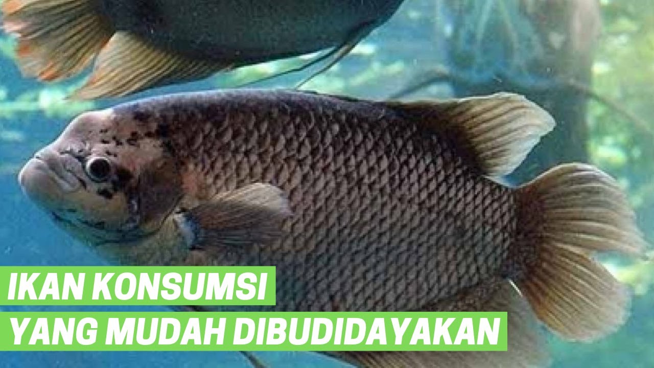 Jenis ikan konsumsi yang dibudidayakan di kolam