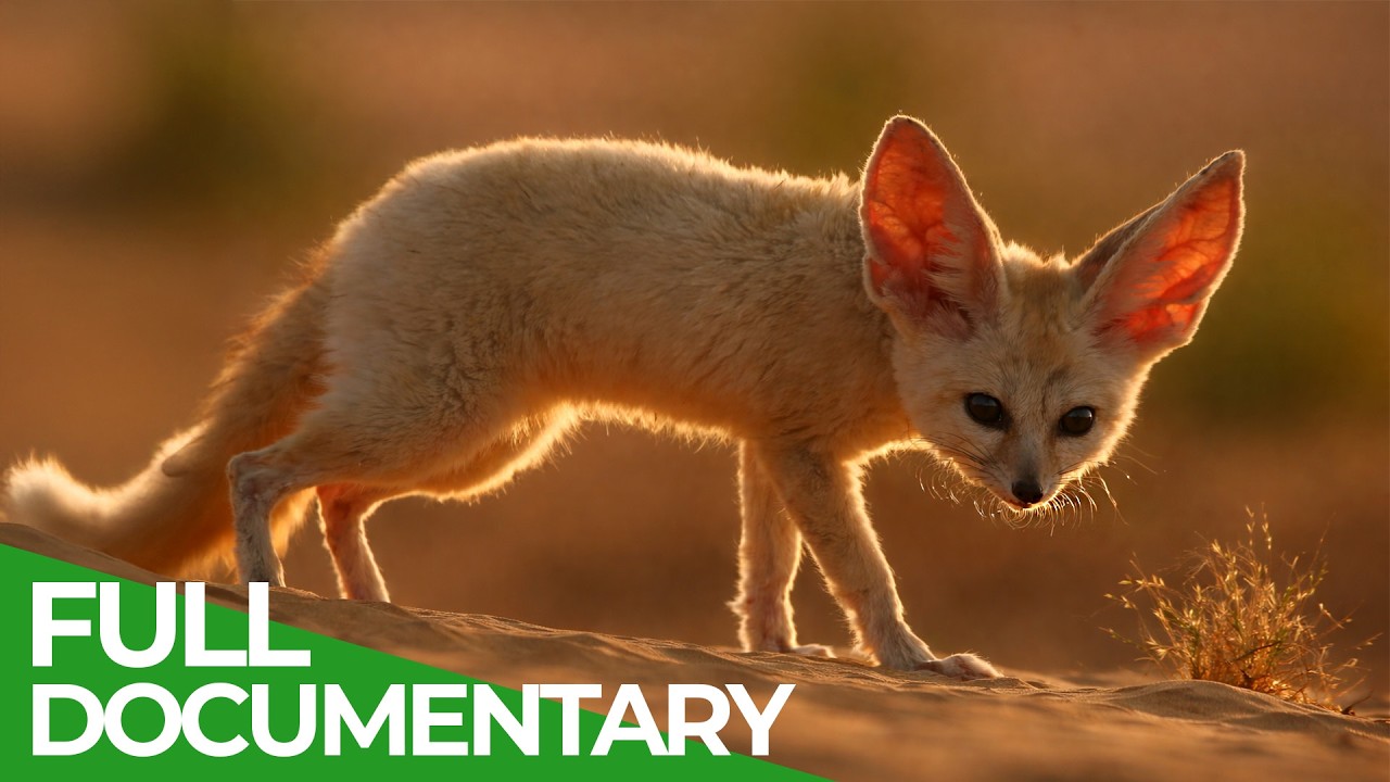 Bucket List: Africa - The Ultimate Journey | Free Documentary Nature