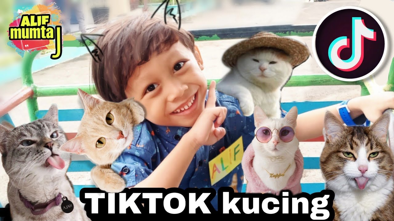 TIKTOK KUCING LUCU BANGET LAGI VIRAL YouTube