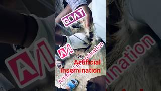 Goat AI🙏 ||#goat #viral #shorts #viralshorts #shortsfeed #shortvideo #goat #shortsfunny #subscribe