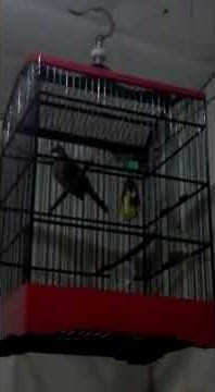 Cucak jenggot Sumatra gacor part ll