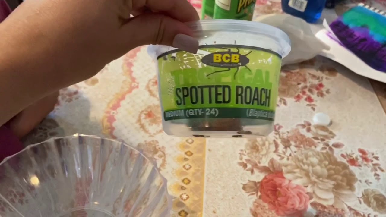 Feeding Dubia Roaches to my bearded dragon - YouTube