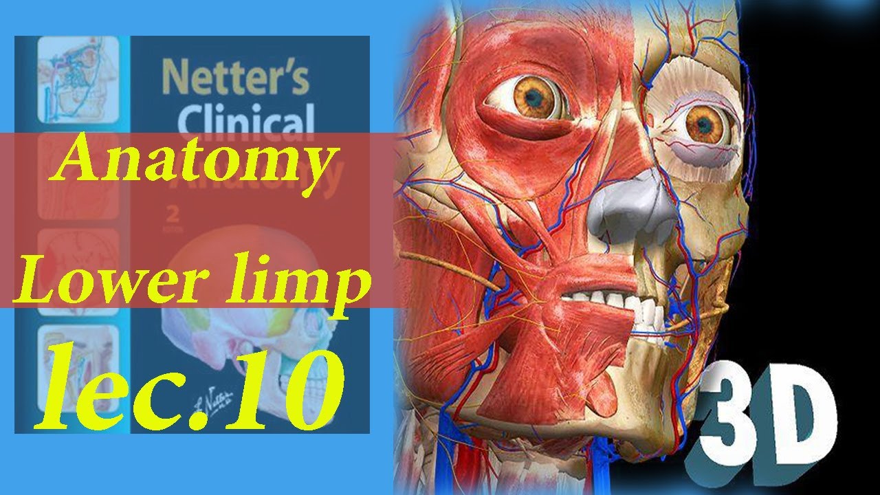 تشريح المرحلة الاولىAnatomy Lower limp Polpiteal Fossa Popliteus Muscle   Popliteal Artery and vein