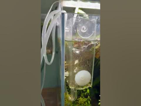 DIY Mini Brine shrimp Hatchery V2 - In Tank - YouTube