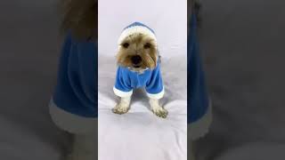 Blue Furry Kapşonlu Kedi̇ Ve Köpek Sweat By Kemique