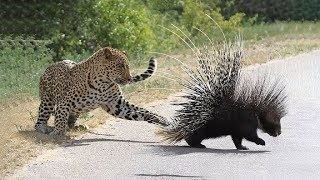 Leones y Leopardos Srriesgaron Vidas Cazando Puercoespín