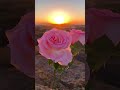 الورد الجوري عند شروق الشمس 