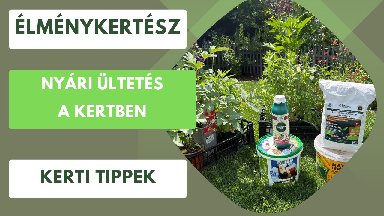 Hogyan szoktam nyáron ültetni a kertben?🏡