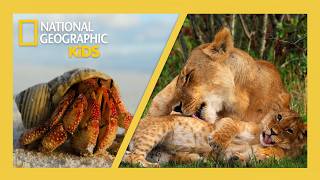 lions crabs bats they re just like us full episode nature