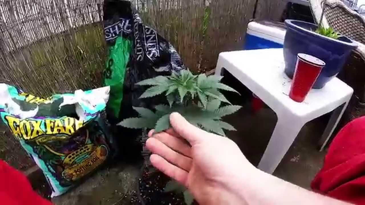 How to: Transplant your Cannabis Pt. 1