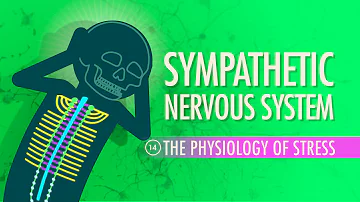 Sympathetic Nervous System: Crash Course Anatomy & Physiology #14