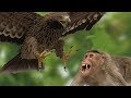 Eagle vs monkey  eagles caught the idle monkey family  