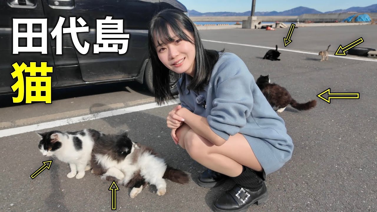 猫まみれ確定!田代島で“過去最多”の猫に囲まれてもう帰れません・・・【宮城県】
