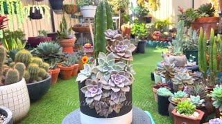 Trailing Purple Delight Succulent Arrangement