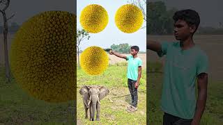Rounding coconuts to Duck, Peacock, Pigeon & Parrot - Birds names magic video