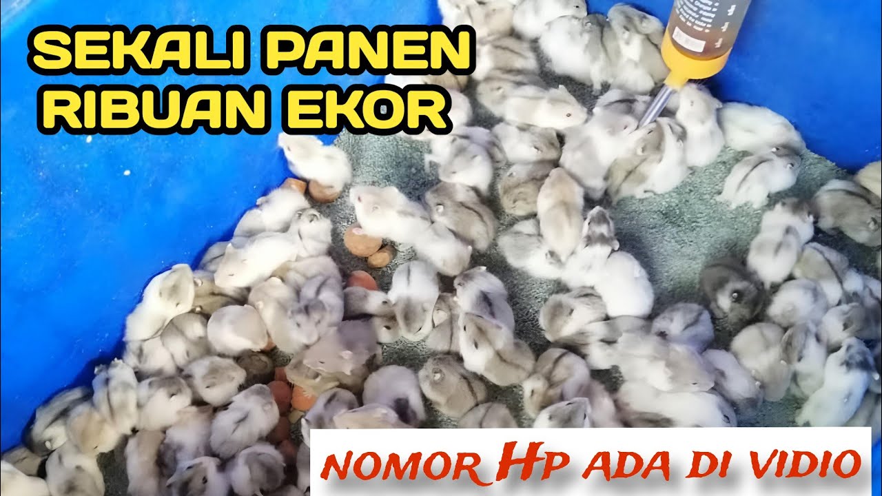 GROSIR HAMSTER BANDUNG